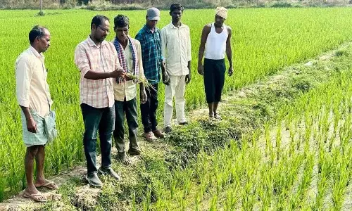 Agricultural Officer ने फसलों पर काई के असर के बारे में बताया Agricultural Officer ने फसलों पर काई के असर के बारे में बताया