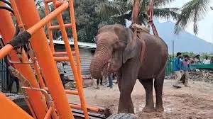 Tamil Nadu: कीचड़ में फंसी जंगली हाथी, वन कर्मियों ने बचाया Tamil Nadu: कीचड़ में फंसी जंगली हाथी, वन कर्मियों ने बचाया