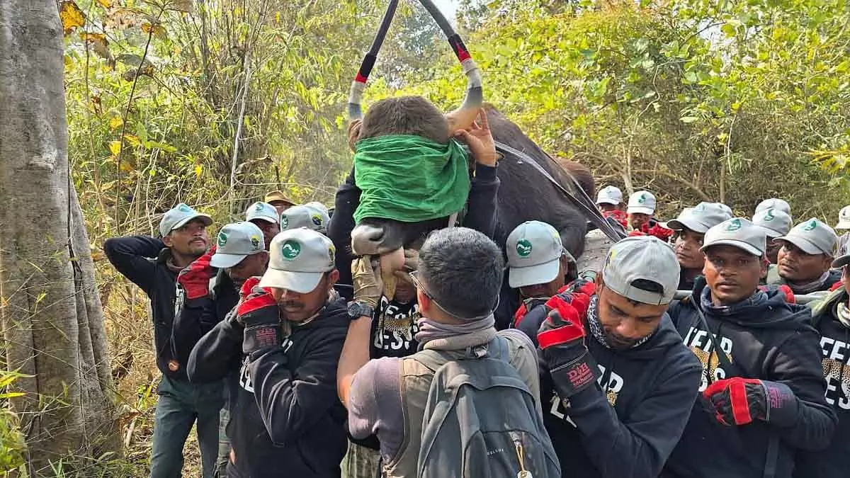 MP : गणतंत्र दिवस पर दूसरे चरण के खत्म होने पर 27 बाइसन को बांधवगढ़ में ट्रांसलोकेट किया गया MP : गणतंत्र दिवस पर दूसरे चरण के खत्म होने पर 27 बाइसन को बांधवगढ़ में ट्रांसलोकेट किया गया
