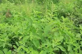 Tulsi Plant Growth:तुलसी का पौधा सूख रहा है तो गमले में डाल दें घर में तैयार की गई ये खाद Tulsi Plant Growth:तुलसी का पौधा सूख रहा है तो गमले में डाल दें घर में तैयार की गई ये खाद