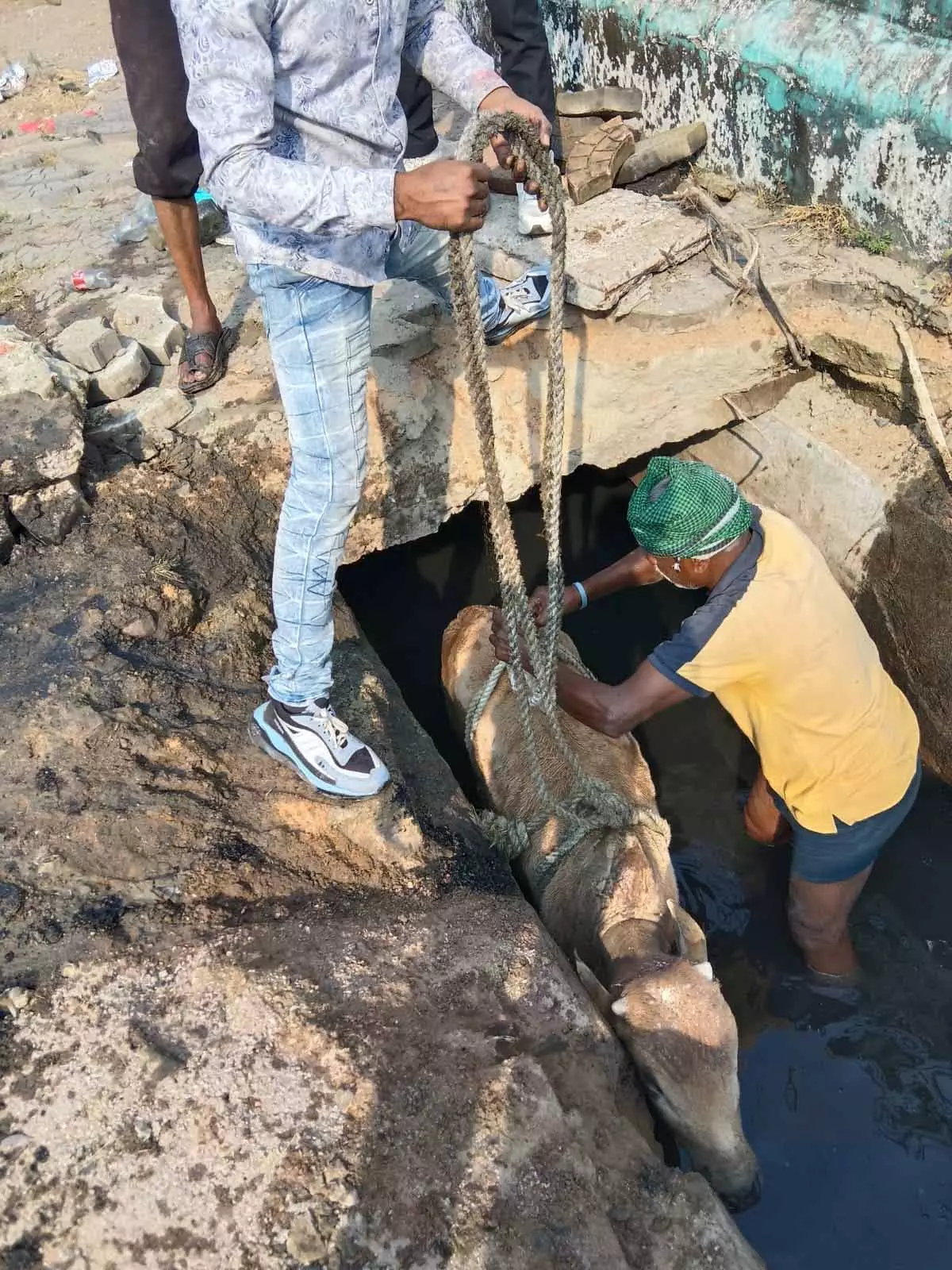 रायपुर : नाले में अचानक गिरा बछड़ा, निगम टीम ने बचाई जान रायपुर : नाले में अचानक गिरा बछड़ा, निगम टीम ने बचाई जान