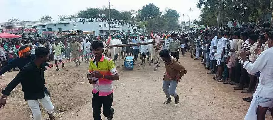 पत्थर खींचने की प्रतियोगिता: Kiccha बॉयज़ की बैल जोड़ी ने पहला स्थान जीत पत्थर खींचने की प्रतियोगिता: Kiccha बॉयज़ की बैल जोड़ी ने पहला स्थान जीत