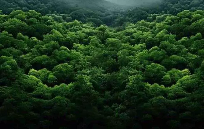 78,000 Hectares जंगल खत्म हो गए, सुप्रीम कोर्ट के हलफनामे से खुलासा हुआ 78,000 Hectares जंगल खत्म हो गए, सुप्रीम कोर्ट के हलफनामे से खुलासा हुआ