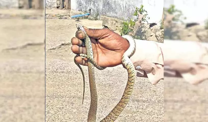 Adilabad के स्कूल में घुसा सांप, छात्रों और अभिभावकों में दहशत Adilabad के स्कूल में घुसा सांप, छात्रों और अभिभावकों में दहशत
