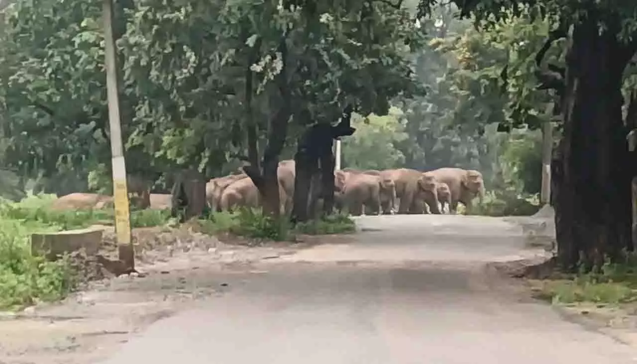 Bolangir में एक मादा हाथी मृत पाई गई, वन विभाग ने जांच शुरू की Bolangir में एक मादा हाथी मृत पाई गई, वन विभाग ने जांच शुरू की