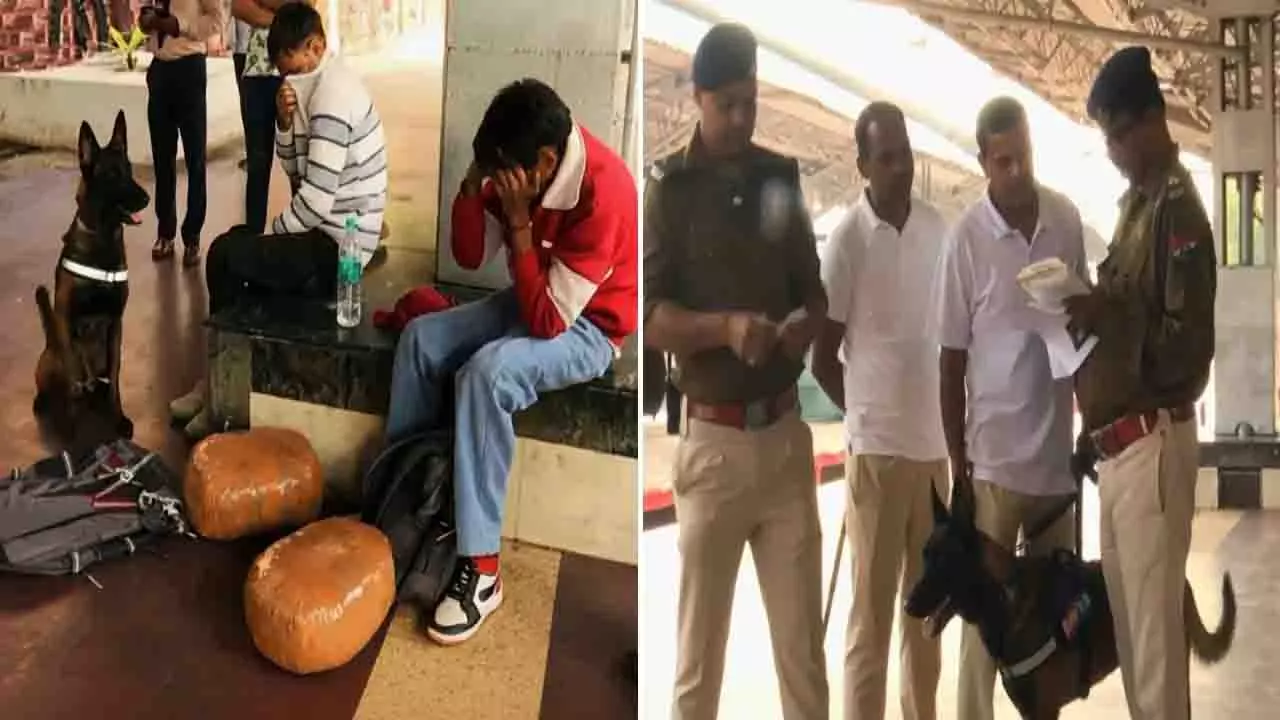 Bhubaneswar रेलवे स्टेशन पर स्निफर डॉग के अलर्ट पर दो गांजा तस्कर गिरफ्तार Bhubaneswar रेलवे स्टेशन पर स्निफर डॉग के अलर्ट पर दो गांजा तस्कर गिरफ्तार
