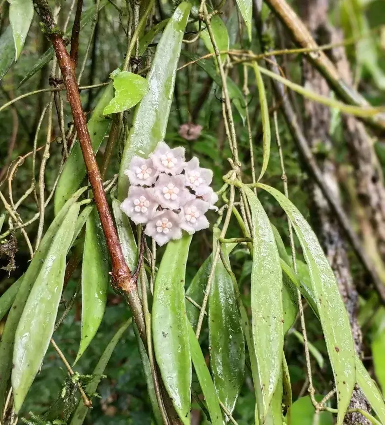 Nagaland यूनिवर्सिटी के रिसर्चर्स ने कम्युनिटी फॉरेस्ट में नए पौधे की खोज
