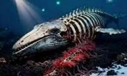 Science: अचानक गायब हुए व्हेल की हड्डियां खाने वाले जॉम्बी वर्म Science: अचानक गायब हुए व्हेल की हड्डियां खाने वाले जॉम्बी वर्म