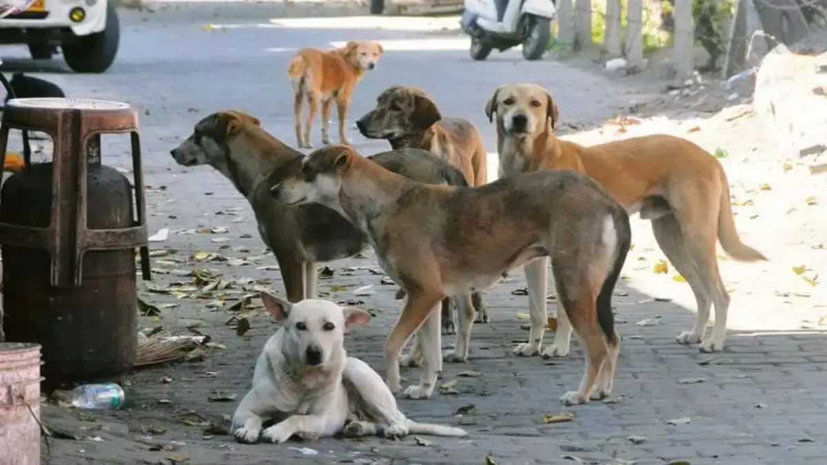 Hyderabad: आवारा कुत्तों के हमले में बच्चा जख्मी, राज्य में बढ़ीं ऐसी घटनाएं Hyderabad: आवारा कुत्तों के हमले में बच्चा जख्मी, राज्य में बढ़ीं ऐसी घटनाएं