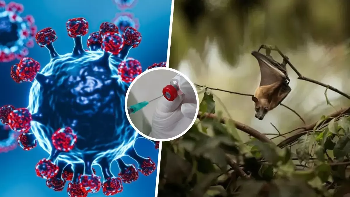 Nipah virus outbreak: इस जानलेवा संक्रमण में 40–75% तक मौत की दर क्यों?