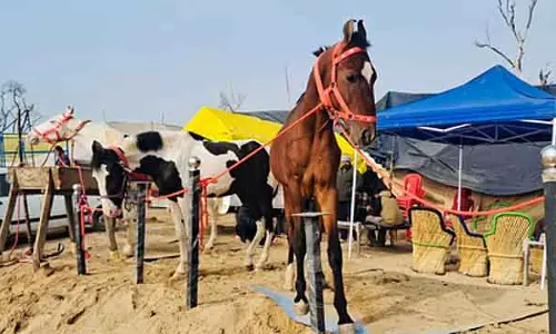 प्रजनन के लिए इस्तेमाल होने वाले घोड़ों के साथ दुर्व्यवहार पर कार्रवाई: New गाइडलाइन जारी प्रजनन के लिए इस्तेमाल होने वाले घोड़ों के साथ दुर्व्यवहार पर कार्रवाई: New गाइडलाइन जारी