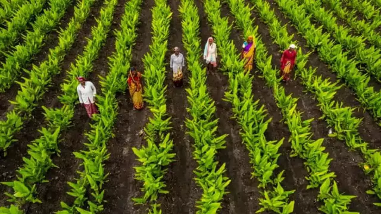 Telangana: कृषि विपणन विभाग ने हल्दी किसानों के लिए गुणवत्ता दिशानिर्देश जारी किए Telangana: कृषि विपणन विभाग ने हल्दी किसानों के लिए गुणवत्ता दिशानिर्देश जारी किए