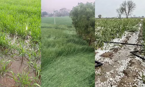 MP ; ग्वालियर-चंबल, उज्जैन, देवास और अन्य जगहों पर बारिश और ओलावृष्टि से खड़ी फसलों को नुकसान