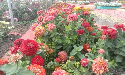 Ujjain: सिंहस्थ में सजावट के लिए स्थानीय फूलों पर फोकस Ujjain: सिंहस्थ में सजावट के लिए स्थानीय फूलों पर फोकस