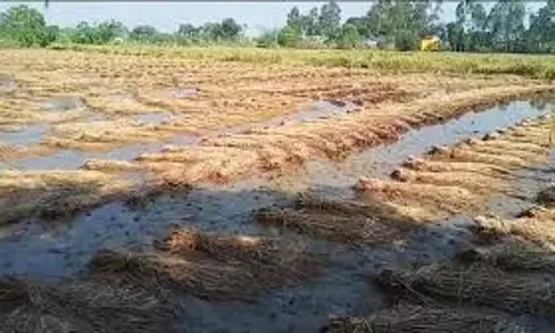 Farrukhabad: मौसम की अनियमितता ने फसलों को किया प्रभावित Farrukhabad: मौसम की अनियमितता ने फसलों को किया प्रभावित