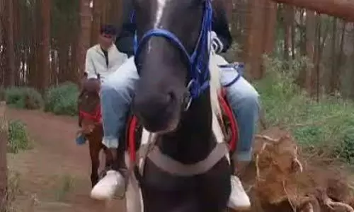 घोड़े की सुरक्षा के लिए Tamil Nadu सरकार ने कड़े लाइसेंस नियम लागू किए घोड़े की सुरक्षा के लिए Tamil Nadu सरकार ने कड़े लाइसेंस नियम लागू किए