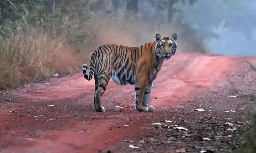 Nagarhole : रिहायशी इलाकों में बाघ की दस्तक, ग्रामीणों में दहशत Nagarhole : रिहायशी इलाकों में बाघ की दस्तक, ग्रामीणों में दहशत