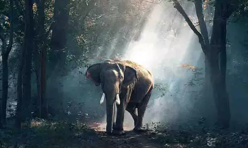 दो हाथियों के बीच झड़प में एक की मौत; गायब दांत से अवैध व्यापार का शक बढ़ा