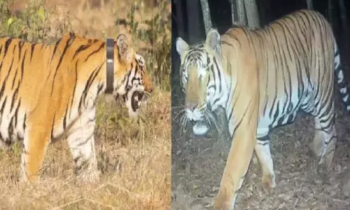 Sahyadris में सेनापति और चंदा एक साथ घूमते दिखे, कैमरे में हुए कैद Sahyadris में सेनापति और चंदा एक साथ घूमते दिखे, कैमरे में हुए कैद