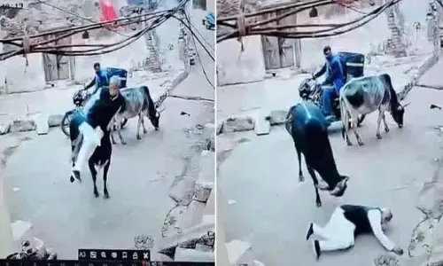 Chhatarpur में आवारा सांड ने 60 साल के व्यक्ति पर हमला किया, वीडियो वायरल