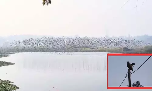 Bishnupur प्रवासी पक्षियों और गिद्धों से पर्यटकों को आकर्षित करता Bishnupur प्रवासी पक्षियों और गिद्धों से पर्यटकों को आकर्षित करता