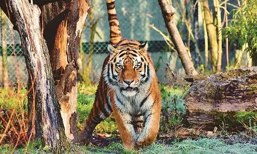 अपने दांतों का ध्यान रखें, बाघों का अस्तित्व एक रहस्य अपने दांतों का ध्यान रखें, बाघों का अस्तित्व एक रहस्य