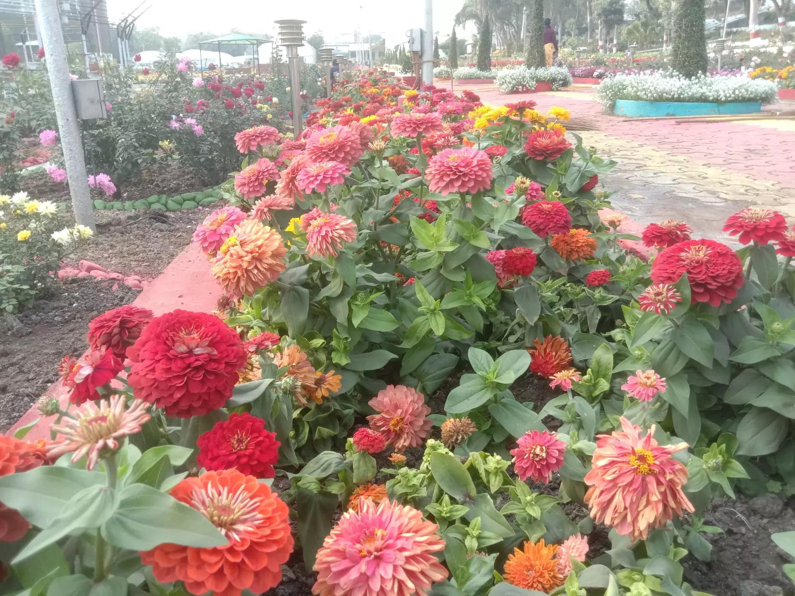 Ujjain: सिंहस्थ में सजावट के लिए स्थानीय फूलों पर फोकस Ujjain: सिंहस्थ में सजावट के लिए स्थानीय फूलों पर फोकस