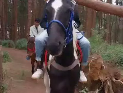 घोड़े की सुरक्षा के लिए Tamil Nadu सरकार ने कड़े लाइसेंस नियम लागू किए घोड़े की सुरक्षा के लिए Tamil Nadu सरकार ने कड़े लाइसेंस नियम लागू किए
