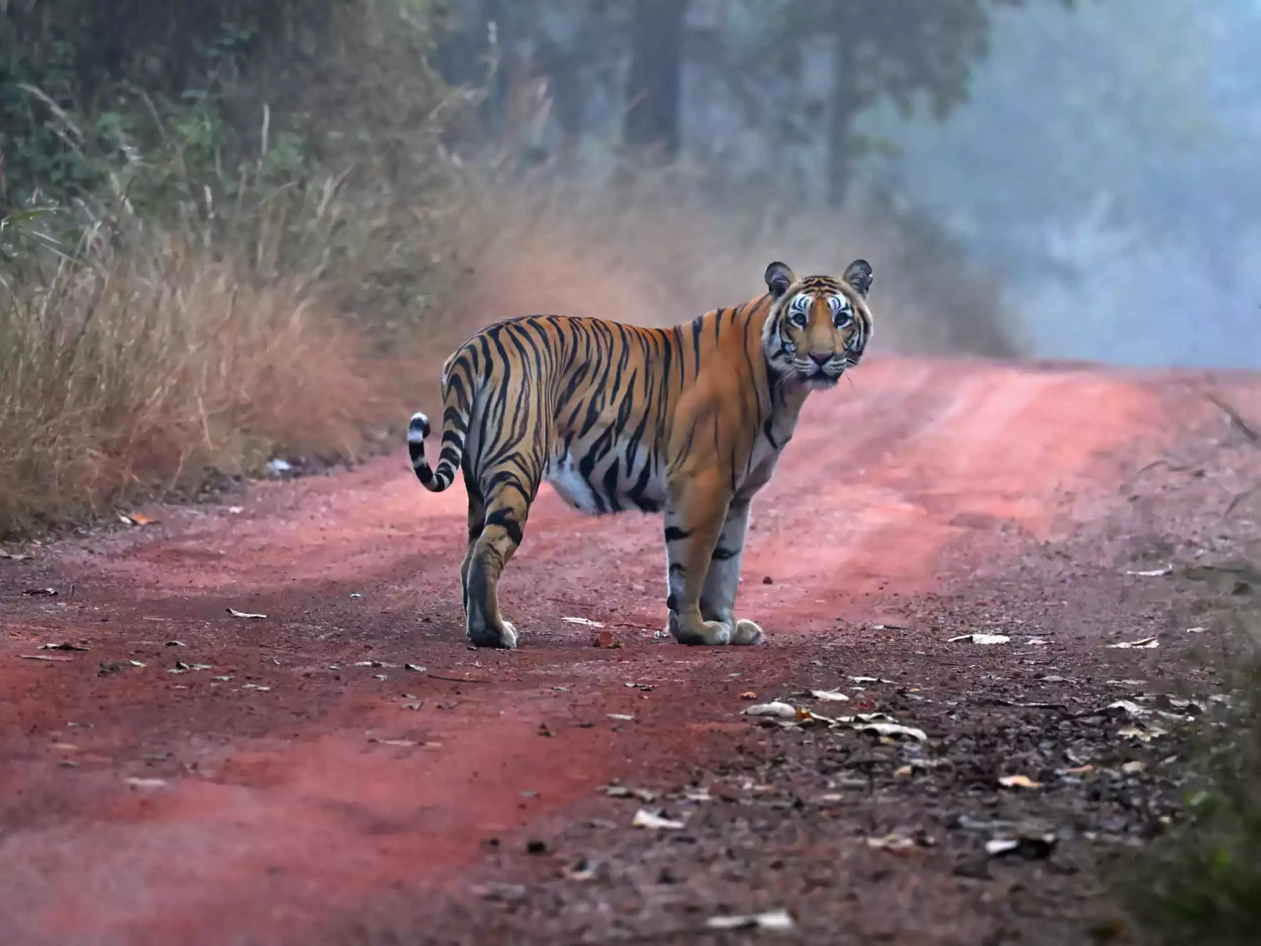 Nagarhole : रिहायशी इलाकों में बाघ की दस्तक, ग्रामीणों में दहशत Nagarhole : रिहायशी इलाकों में बाघ की दस्तक, ग्रामीणों में दहशत