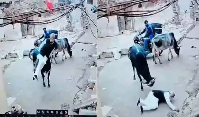 Chhatarpur में आवारा सांड ने 60 साल के व्यक्ति पर हमला किया, वीडियो वायरल Chhatarpur में आवारा सांड ने 60 साल के व्यक्ति पर हमला किया, वीडियो वायरल