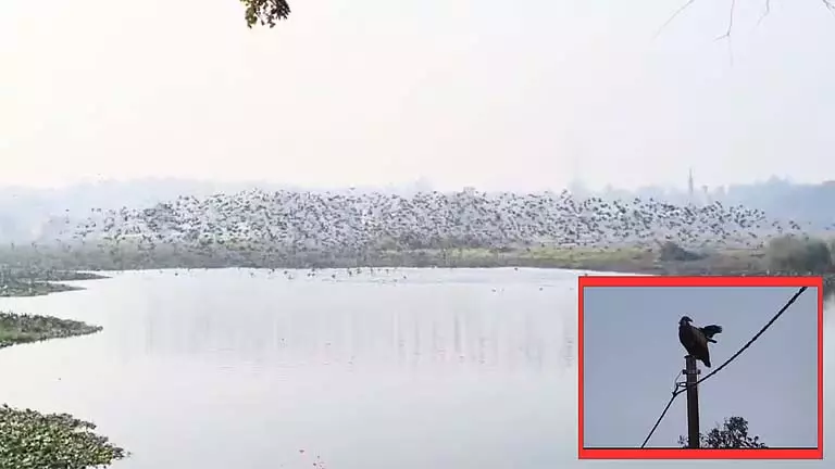 Bishnupur प्रवासी पक्षियों और गिद्धों से पर्यटकों को आकर्षित करता Bishnupur प्रवासी पक्षियों और गिद्धों से पर्यटकों को आकर्षित करता