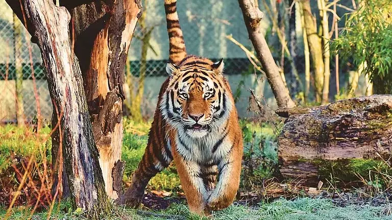 अपने दांतों का ध्यान रखें, बाघों का अस्तित्व एक रहस्य अपने दांतों का ध्यान रखें, बाघों का अस्तित्व एक रहस्य