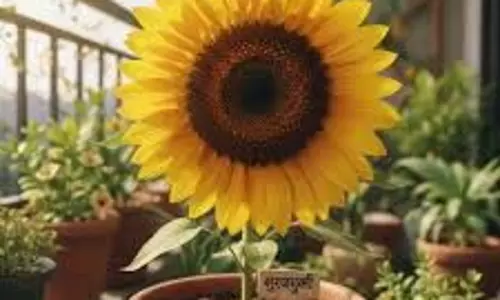 How To Grow Sunflower : बालकनी में उगाएं सूरजमुखी का पौधा, धूप, पानी और खाद का जानें सही मिश्रण How To Grow Sunflower : बालकनी में उगाएं सूरजमुखी का पौधा, धूप, पानी और खाद का जानें सही मिश्रण