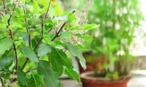 Guruwar Tulsi Puja Significance: गुरुवार के दिन तुलसी में चढ़ा दें ये चीजें, आर्थिक स्थिति होगी मजबूत Guruwar Tulsi Puja Significance: गुरुवार के दिन तुलसी में चढ़ा दें ये चीजें, आर्थिक स्थिति होगी मजबूत