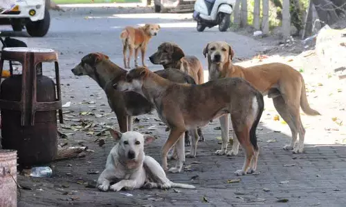 32 आवारा कुत्तों की मौत के बाद Rohtak नगर निकाय ने NGO का कॉन्ट्रैक्ट रद्द किया 32 आवारा कुत्तों की मौत के बाद Rohtak नगर निकाय ने NGO का कॉन्ट्रैक्ट रद्द किया