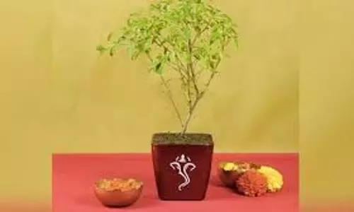 Ekadashi Tulsi Stuti: एकादशी पर तुलसी स्तुति कब करें, सही समय और लाभ Ekadashi Tulsi Stuti: एकादशी पर तुलसी स्तुति कब करें, सही समय और लाभ
