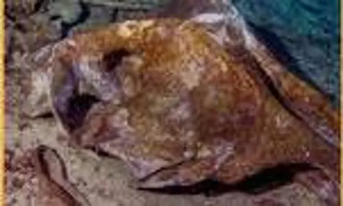 Science: समंदर की 900 मीटर गहराई में मिला डेड जोन, वैज्ञानिकों की चेतावनी- सांस लेने को तरस रहे समुद्री जीव Science: समंदर की 900 मीटर गहराई में मिला डेड जोन, वैज्ञानिकों की चेतावनी- सांस लेने को तरस रहे समुद्री जीव