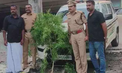 Koduvalli शहर में गांजे का पौधा मिला; एक्साइज टीम ने उसे नष्ट कर दिया
