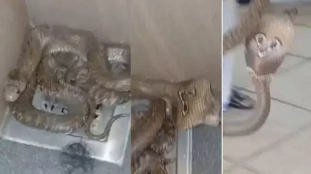 Kerala: टॉयलेट में कोबरा मिलने का मामला, ऊपरी मंजिल तक पहुंचने पर सवाल Kerala: टॉयलेट में कोबरा मिलने का मामला, ऊपरी मंजिल तक पहुंचने पर सवाल