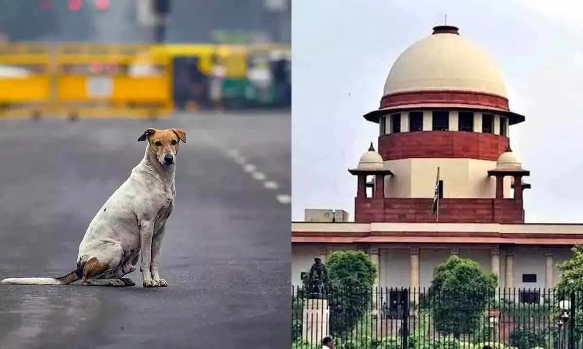 New Delhi: पशु नसबंदी आंकड़ों पर सुप्रीम कोर्ट का हस्तक्षेप New Delhi: पशु नसबंदी आंकड़ों पर सुप्रीम कोर्ट का हस्तक्षेप