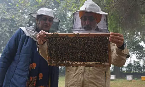 भारत में शहद उत्पादन में Punjab तीसरे स्थान पर