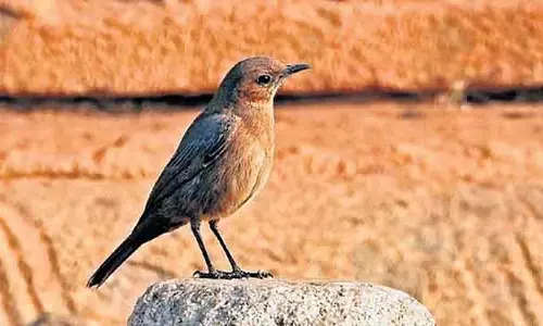 हम्पी में दुर्लभ Brown Rock Chat पक्षी देखा गया: पक्षी प्रेमी खुश हुए हम्पी में दुर्लभ Brown Rock Chat पक्षी देखा गया: पक्षी प्रेमी खुश हुए