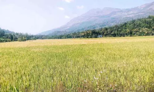 Kerala : चावल की बीमारी को लेकर किसान संकट में Kerala : चावल की बीमारी को लेकर किसान संकट में