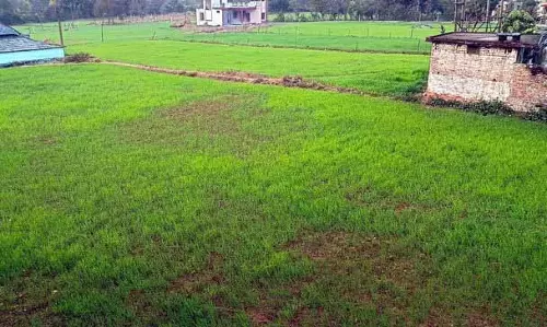 तीन महीने का सूखा खत्म, Kangra के किसान खुश तीन महीने का सूखा खत्म, Kangra के किसान खुश