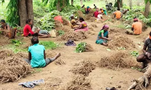 लेमनग्रास की खेती से आत्मनिर्भर बन रही महिलाएँ