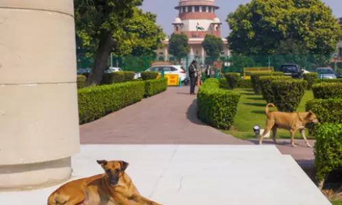 SC की 3-जजों की बेंच ने आवारा जानवरों के मामले में फैसला सुरक्षित रखा SC की 3-जजों की बेंच ने आवारा जानवरों के मामले में फैसला सुरक्षित रखा