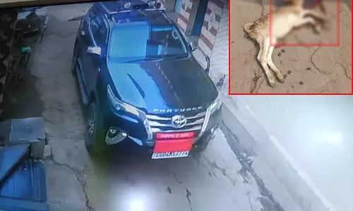 Raipur Breaking: फॉर्चूनर कार ने बछड़े को रौंदा, देखें LIVE VIDEO...