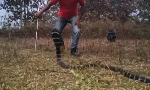 Odisha के बारीपदा में एक घर से 10 फुट लंबा किंग कोबरा बचाया गया Odisha के बारीपदा में एक घर से 10 फुट लंबा किंग कोबरा बचाया गया