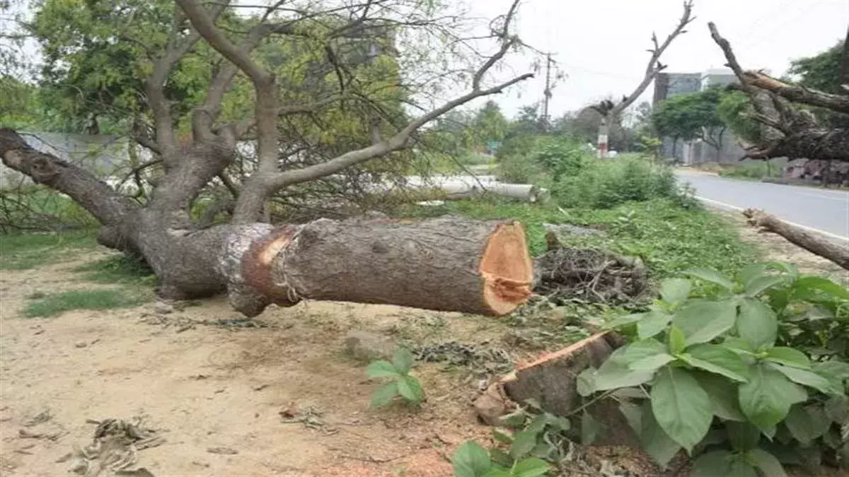 Chandigarh: हाईकोर्ट ने बड़े पैमाने पर पेड़ काटने पर रोक लगाई Chandigarh: हाईकोर्ट ने बड़े पैमाने पर पेड़ काटने पर रोक लगाई