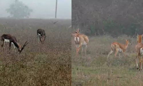 Odisha के गंजाम के आसिका वन रेंज में ब्लैकबक की जनगणना शुरू हुई Odisha के गंजाम के आसिका वन रेंज में ब्लैकबक की जनगणना शुरू हुई